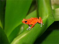 GtB a Frog in the Belizean
Rainforest