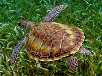 GtB Sea Turtle close to Hol Chan